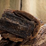 Firefly-agarwood-in-its-natural-habitat-93300